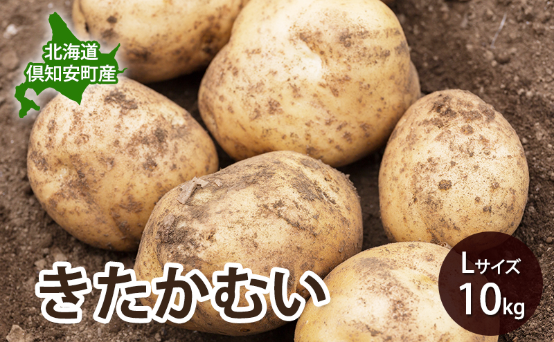 北海道 倶知安 産 じゃがいも  きたかむい  L サイズ 10kg 馬鈴薯 いも 芋 グリーンアースファーム 農家 直送 野菜 産地直送