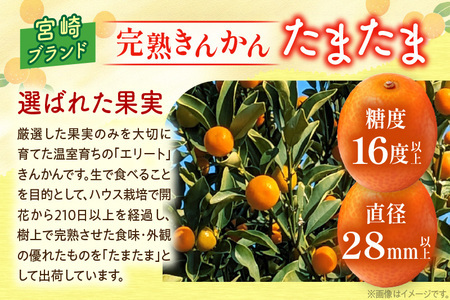 先行予約 完熟きんかん たまたま 計1kg以上 (1kg×1箱) 希少 期間限定 数量限定 フルーツ 果物 くだもの 柑橘 金柑 国産 食品 大粒 宮崎ブランド おすすめ デザート おやつ ギフト 贈