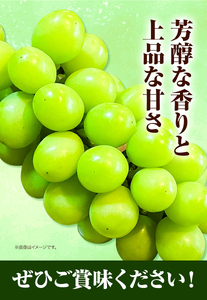 H-27　岡山県産マスカット（マスカット オブ アレキサンドリア　1房750g以上）令和6年産先行受付【配送不可地域あり】