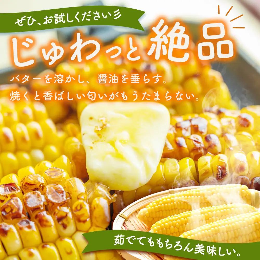 【先行予約】朝採り　とうもろこし　ゴールドラッシュ　4.2kg（M～Lサイズ× 13本）（2026年8月中旬から順次発送）| とうもろこし 北海道産 _04658