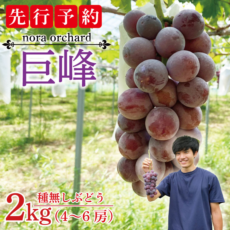 【ふるさと納税】【先行予約】数量限定！種無しぶどう 巨峰 合計2kg (4～6房) | 8月下旬より順次発送 数量限定 ブドウ 葡萄 巨峰 種なし 種なしブドウ 旬 果物 フルーツ 濃厚 ジューシー 益子町産 新鮮 nora orchard (DC001)