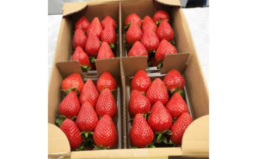 【2026年 先行予約】いちご 4種食べ比べ 大容量パック 約500g×4パック 2kg |｜コク 甘み 朝採れ やよいひめ ななか 恋みのり あまおとめ あすかルビー 贈答用 新鮮 完熟 いちご 旬