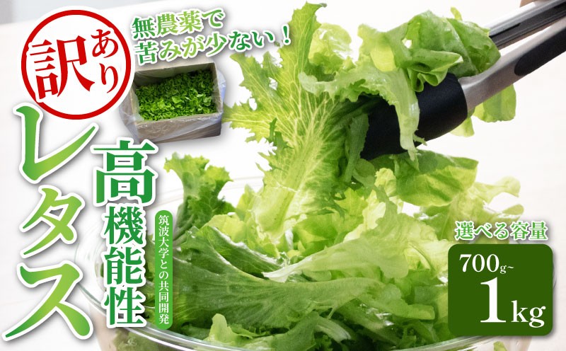 
            訳あり 高機能性 レタス 無農薬 選べる容量 700g~1kg サラダ 生野菜 選べる3品種 フリルレタス グリーンリーフ グリーンオーク 産地直送 高機能性野菜 水耕栽培 新鮮 健康 弁当 フードロス ダイエット ベジタブル ヴィーガン ベジタリアン アイクス 埼玉県 羽生市 
          