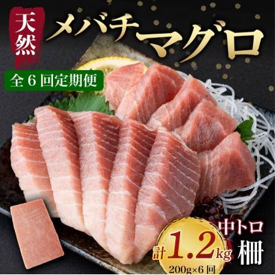 ふるさと納税 室戸市 【 6回定期便 】 天然メバチマグロ 【 中トロ 】200g(柵)