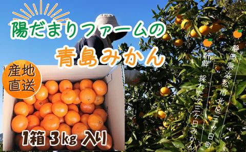 先行予約【2025年1月上旬より順次発送】陽だまりファーム 三ヶ日 青島 みかん 3kg 1箱