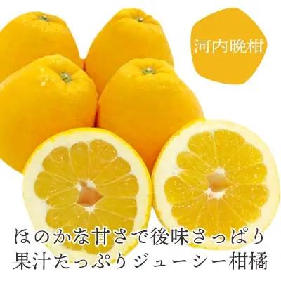 苦味の少ない和製グレープフルーツ 河内晩柑6kg(訳あり)【D25-136】【配送不可地域：離島】【1151745】 YWTAP079