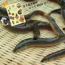 【ふるさと納税】やすぎ どじょう 500g （約100匹） 活魚 食用 島根県 安来市産（女子高生制作どじょう料理レシピBOOK付き）