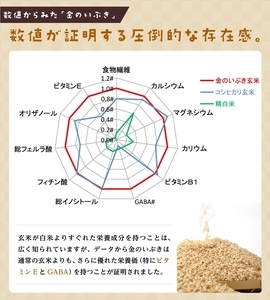 定期便6ヶ月 金のいぶきプレミアム玄米ごはん120g×48個 パックごはん パックご飯 防災 米 レトルト ごはんパック