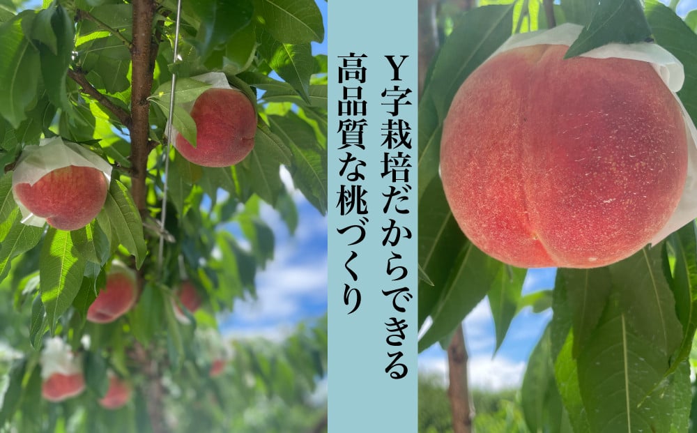 桃の木に日光を沢山浴びさせるために【Y字栽培】を採用しています。また、実や枝の状態が下から見渡せ丁寧な育成管理が可能となります。