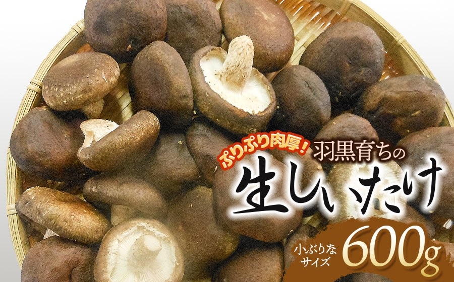ぷりぷり肉厚！羽黒育ちの生しいたけ　600g（小ぶりなサイズ）　山形県鶴岡市　産直あさひ・グー　K-810　| しいたけ 椎茸 シイタケ 食品 野菜 きのこ 肉厚 国産 産地直送 新鮮 おすすめ おい