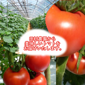 【2027年4月～発送】 トマト 2kg 大玉 秀品 Mサイズ トマト IM