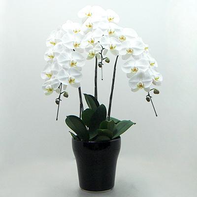 ふるさと納税 田原市 【陶器鉢寄せ植え】中村洋ランの胡蝶蘭　白大輪3本