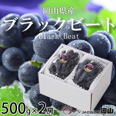 
            ＜先行受付＞岡山県産　ブラックビート　500g×2房【1400524】
          