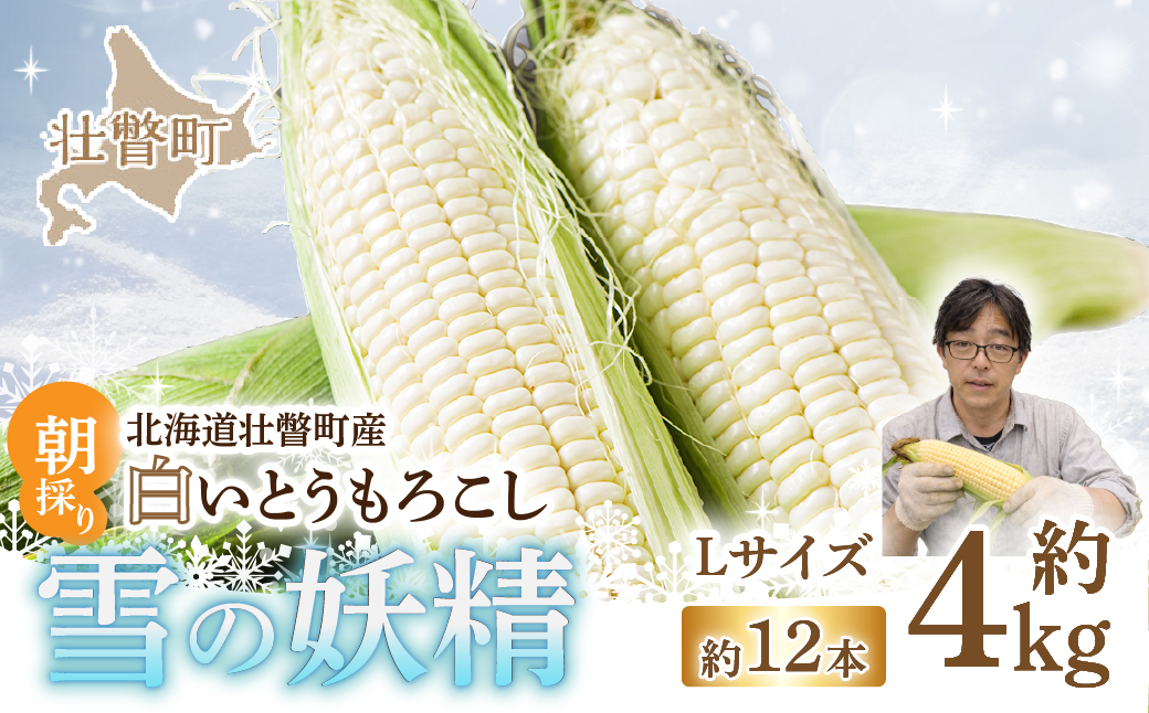 ＜2026年8月下旬よりお届け＞【朝採り】北海道壮瞥産 白いとうもろこし「雪の妖精」Lサイズ12本(約4kg) SBTQ001