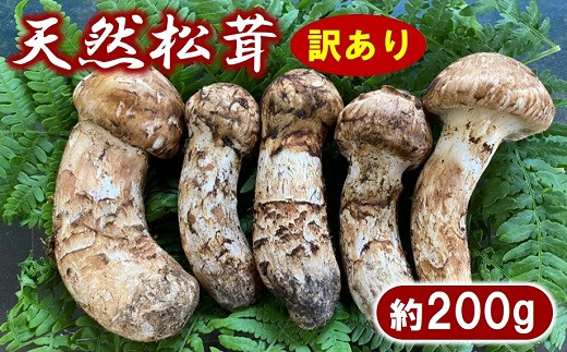 
                  【期間限定】 岩手北三陸産 松茸 天然 約200g 国産 松茸訳あり （つぼみ、開き、傷もの等） 【数量限定】
                