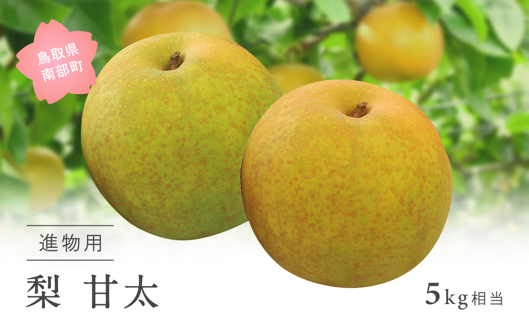 
            【YA06】甘太［梨］（進物用5kg箱）2025年9月下旬出荷予定＜数量限定＞
          