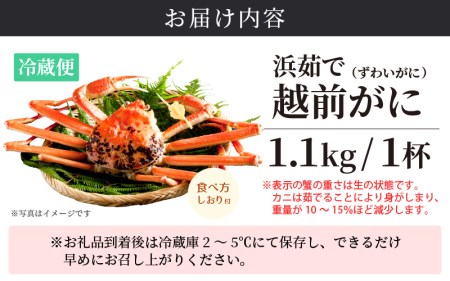 越前がに本場の越前町からお届け！越前がに浜茹で特大サイズ×1杯（生で1.1kg以上）【11月発送分】【かに カニ 蟹】 食べ方しおり付 福井県 雄 ズワイガニ ボイル 冷蔵 越前がに 越前かに 越前ガ