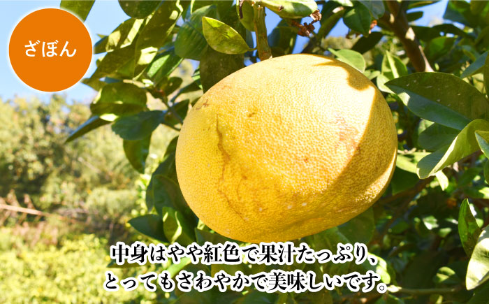 【数量限定】長崎ざぼん&ぶんたん セット 約8kg【長崎ぶんたんの会 】[OAF008] / ミカン 柑橘 果物  フルーツ かんきつ ザボン ブンタン 朱欒 文旦 食べ比べ 柑橘類 セット 詰め合わ