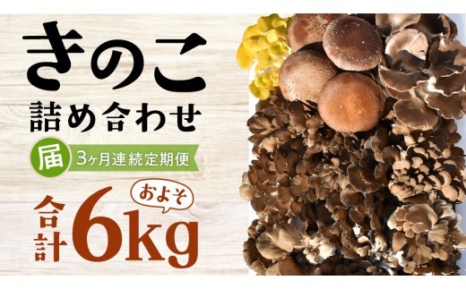 【 3ヶ月連続定期便 】きのこ の 詰め合わせ Lサイズ ( 約2kg ) （茨城県共通返礼品：城里町） キノコ セット 野菜 低カロリー ダイエット デトックス バラエティ セット 新鮮