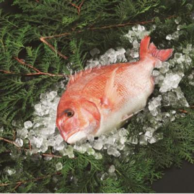 ふるさと納税 今治市 愛媛県産養殖真鯛フィレ2パック(頭1パック付)【EB02030】