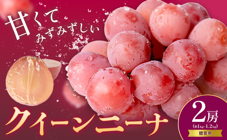 贈答用 クイーンニーナ 2房 約1.0～1.2kg 葡萄 ブドウ ぶどう 赤ぶどう 大粒 種なし フルーツ 果物 産地直送 新鮮 ジューシー お取り寄せ 国産 茨城県 結城市 《8月下旬-9月下旬出荷予定》 會澤ぶどう・キウイフルーツ園 【配送不可地域あり】(離島)---yuki_aizw_4_2p---