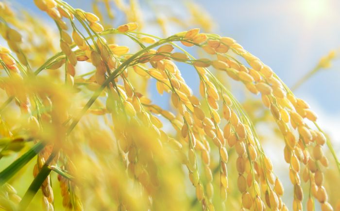 北海道産 ゆめぴりか・ななつぼし 食べ比べセット 10kg (各5kg) | 特Aランク お米 米 精米 ゆめぴりか ななつぼし | 北海道ふるさとセンター [BOBY003]