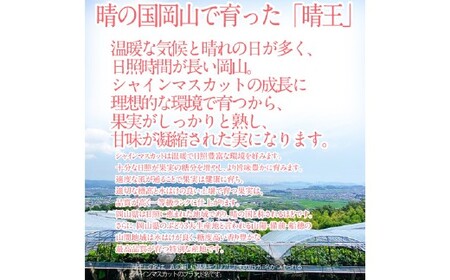 晴王 シャインマスカット晴王 2房 約1.4kg 【先行予約：2026年9月上旬～10月下旬発送予定】 岡山県産 種無し 皮ごと食べる みずみずしい 甘い フレッシュ 糖度保証 クール発送 瀬戸内 晴