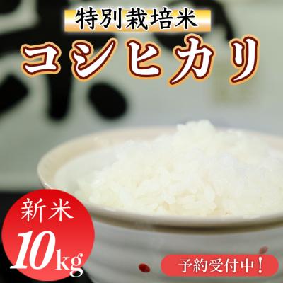 ふるさと納税 三原村 新米先行受付!令和8年産(精白米)　特別栽培米　こしひかり10kg