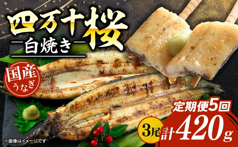
            【通常用】【5回定期便】極上国産うなぎ四万十桜 白焼き約140g✕3尾 | うなぎ 鰻 ウナギ 白焼き 定期便 国産 四万十鰻 ウナギ 蒲焼き 調理済み タレ付き 頒布会 ギフト（お歳暮/お正月）高級 お取り寄せ グルメ 食べ比べ 冷凍
          