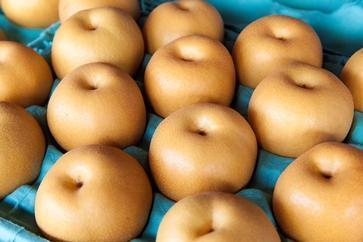 乙連沢梨園梨ギフト豊水4.5kg 箱≪8月中旬～10月頃発送≫