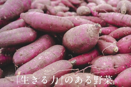 【毎月定期便】しあわせ野菜畑の有機野菜　Sセット（安心の有機JAS認証　旬のオーガニック野菜　農場直送便）全3回　6741