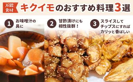 訳あり キクイモ 約2kg【配送不可地域あり】キクイモ