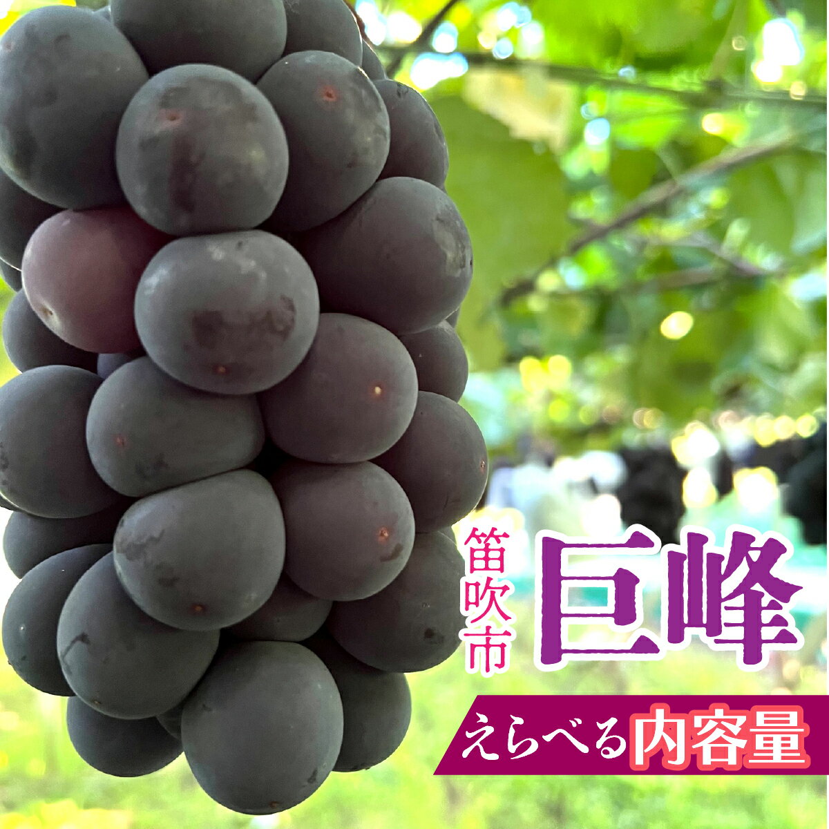 【ふるさと納税】山梨県笛吹市産 巨峰 選べる数量 ふるさと納税 巨峰 葡萄 ぶどう 果物 フルーツ 笛吹市 国産 旬 山梨県 送料無料