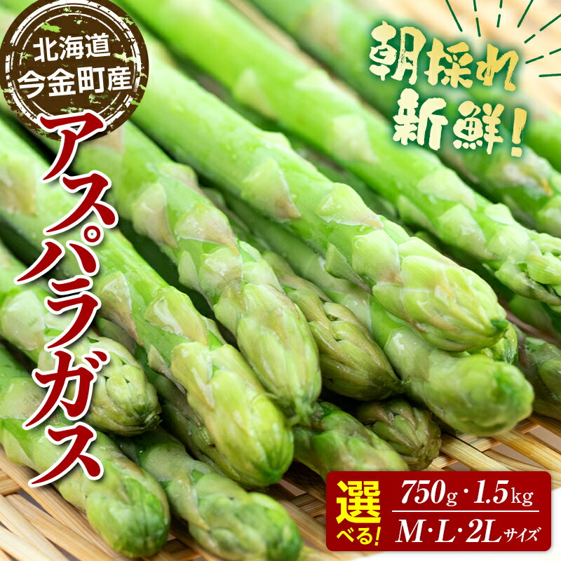 【ふるさと納税】 【先行予約】＜選べる容量・サイズ＞ 朝採れ新鮮アスパラ M・L・2Lサイズ （2025年3月下旬～6月中旬または7月上旬～9月上旬頃発送） 野菜 秀品 北海道産 バーベキュー BBQ キャンプ 旬野菜 アスパラガス 栄養満点 冷蔵発送 F21W-462var