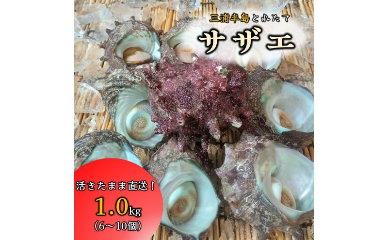 サザエ 1.0kg 6～10個 三浦半島 さざえ 栄螺 獲れたて 新鮮 つぼ焼き アウトドア BBQ バーベキュー おつまみ ツマミ 貝 海鮮 魚介 魚介類 旬 おかず 活 活サザエ