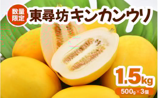 【先行予約】あま～い香り！東尋坊キンカンウリ （まくわうり） 1.5kg （500g × 3個入り） 【2025年7月中旬以降順次発送予定】 【マクワウリ 真桑瓜 フルーツ 野菜 果実 甘い 瓜 サラダ 漬物 抗酸化作用 旬の味覚】 [A-10242]