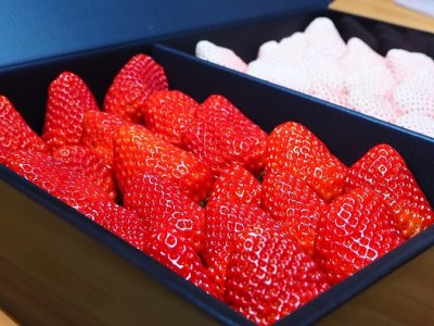 高級紅白いちご直詰め紅白セット　白いちご「Sweet milk berry」630ｇ以上「紅ほっぺ」630ｇ以上