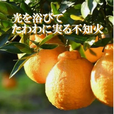 2026年2月〜順次出荷　甘さと酸味の絶妙なバランス!はじける果肉「不知火」約3キロ【C39−74】【配送不可地域：離島】【1620480】