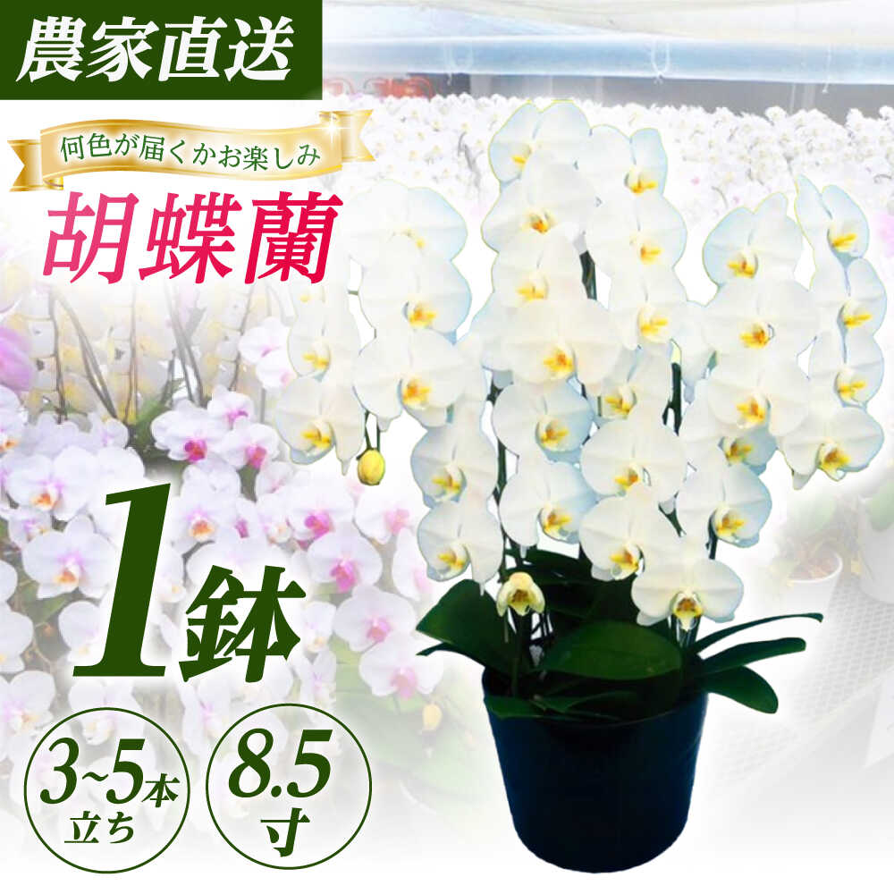 【ふるさと納税】【3〜5本立ち8.5寸】生産農家直送！胡蝶蘭 1鉢【足柄金太郎洋蘭園】開成町 洋蘭 蘭 お花 生花 鉢花 鉢[BDAB012]