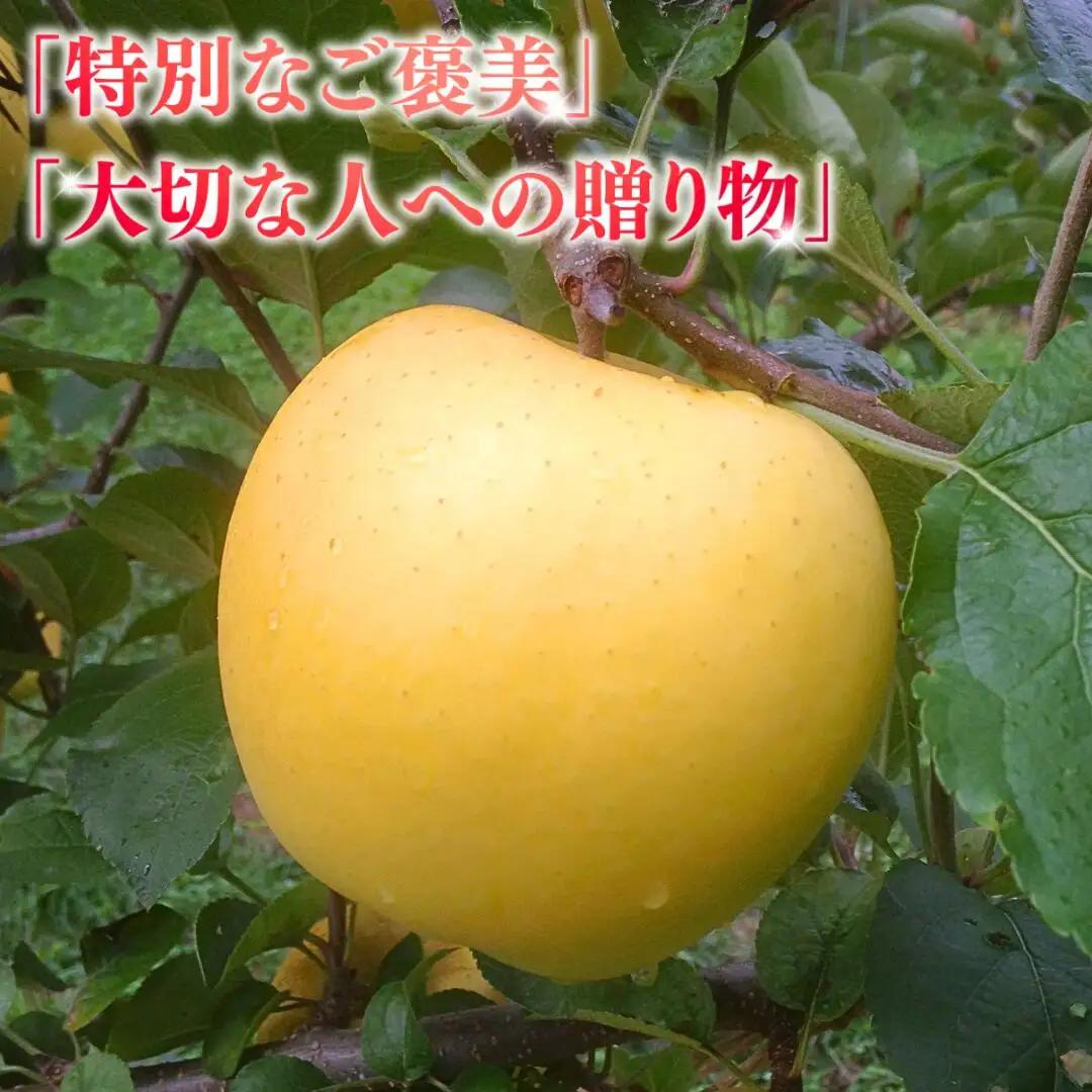 【2026年先行予約】りんご シナノゴールド 12~20玉 約5kg|シナノゴールド