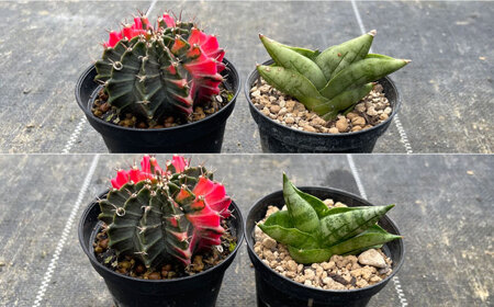 ギムノカリキウム ミハノビッチ ＆ サンセベリア ボンセレンシスドワーフ 各1株 Gymnocalycium mihanovichii&nbsp;＆sansevieria boncellensis d