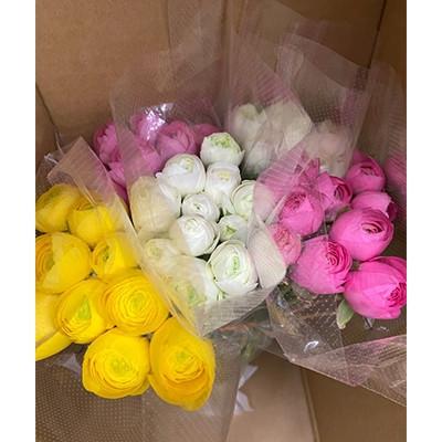 ふるさと納税 東かがわ市 ラナンキュラス「品種混合セット」切花　50本　色おまかせ