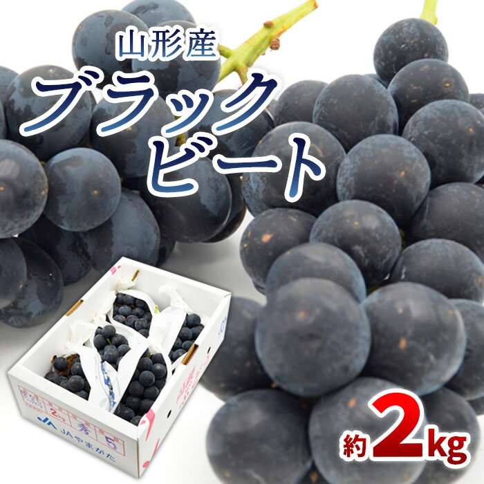 【ふるさと納税】山形のぶどう ブラックビート 秀品 約2kg(3〜6房)【令和8年産先行予約】FS24-653くだもの 果物 フルーツ 山形 山形県 山形市 お取り寄せ 先行予約 2026年産