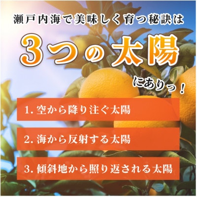 今治産柑橘 温州みかんサンエース 愛媛の大人気果物【B221】【配送不可地域：離島】