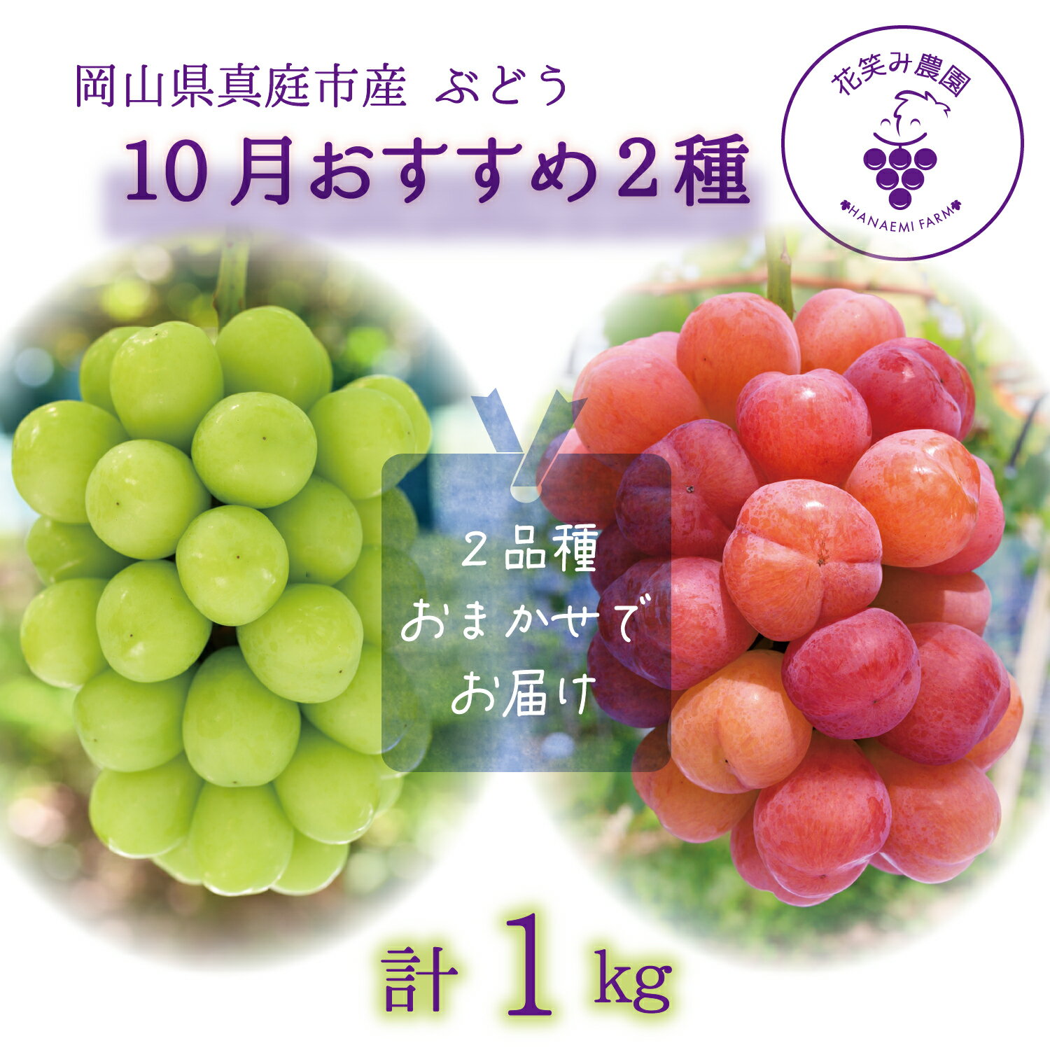 【ふるさと納税】 岡山　花笑み農園のブドウ『10月おすすめ 2種セット』(2房)2M-1L hana20【2025年10月〜順次発送】【配送不可地域：離島】真庭 国産 産地直送 フルーツ 葡萄 ぶどう 果物 贈答 ギフト 食べ比べ 甘い おすすめ 人気 ピオーネ シャインマスカット【1393983】