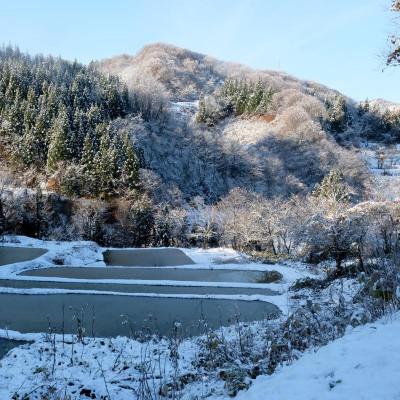 ふるさと納税 十日町市 魚沼コシヒカリ十日町産:10kg/甘みもっちり/農薬成分5割以上減(※栽培期間中地域慣行比) |  | 02