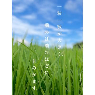 ふるさと納税 養老町 令和6年産　岐阜ハツシモ　5kg　白米 |  | 01