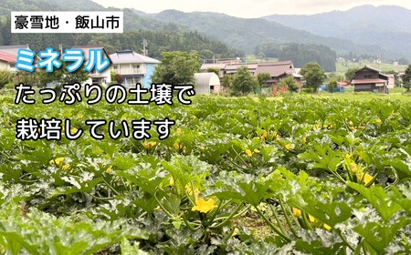 【先行予約】朝採れ!!新鮮ズッキーニ（約6～8本）【期間限定】(７-A9)