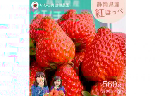 【2026年出荷の先行予約】静岡県産いちご 紅ほっぺ 280g×2パック（1パック12～15粒） 冷蔵配送 苺 フルーツ