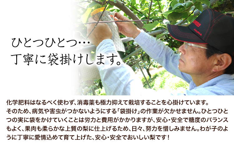 『坂西果樹園』の豊水梨 期間限定 たっぷり約5kg(8-15玉前後)こだわり抜かれた栽培方法！予約受付中 熊本県玉名郡玉東町産『坂西果樹園』なし 豊水 果物 スイーツ フルーツ デザート スムージー 